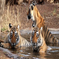 Corbett National Park-Mussoorie Tour 4N/5D